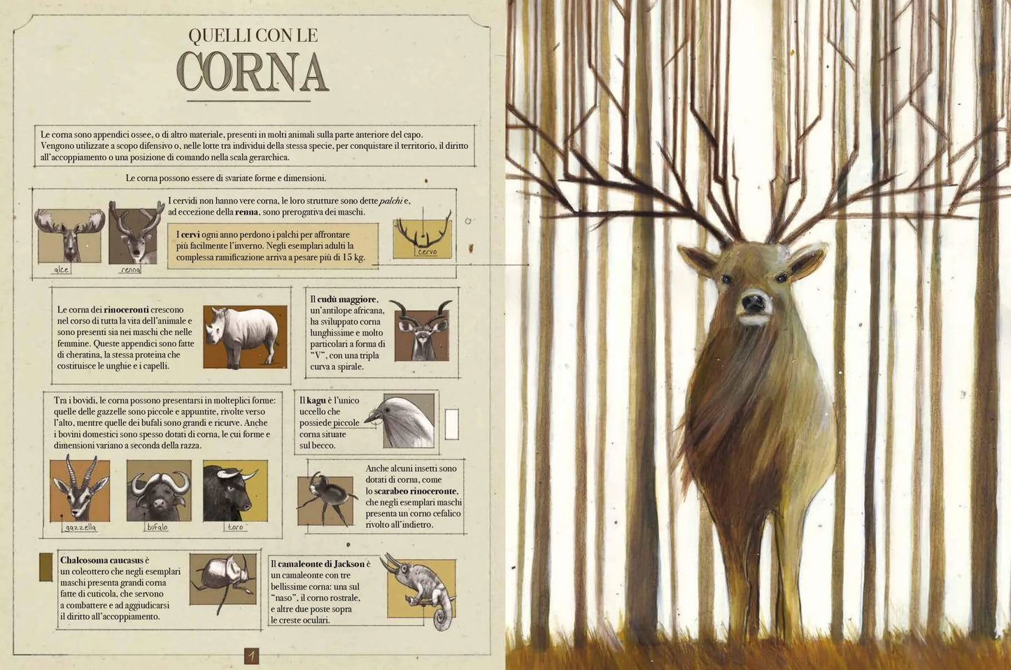 Animali Bellissimi - Centroscuola