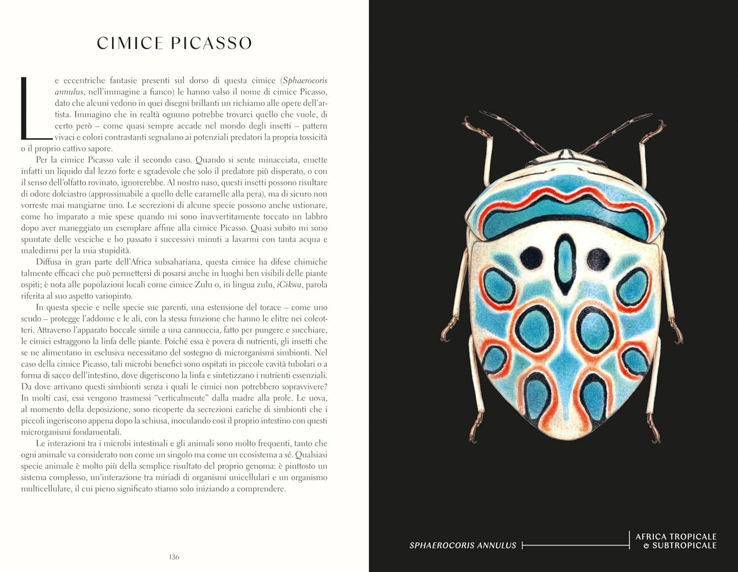 Meraviglie degli insetti - 70 incredibili specie - Centroscuola