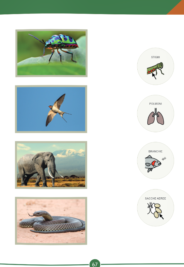 Scienze Estesa 4° - Symbook - Centroscuola