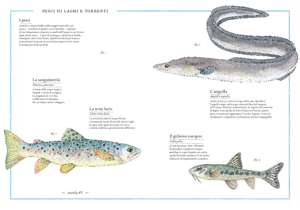 Inventario illustrato della montagna - Centroscuola
