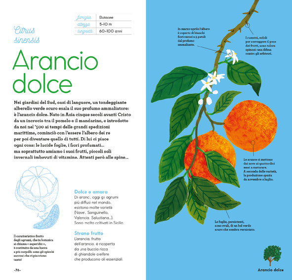 Alberi di qui e di altrove - Centroscuola