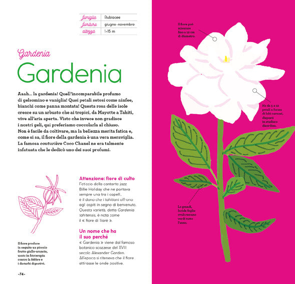 Fiori di stagione - Centroscuola