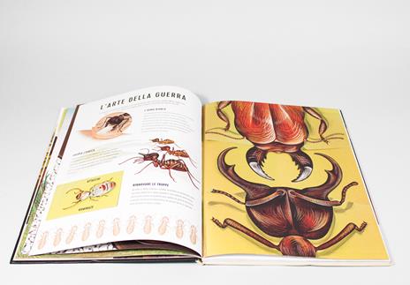 Regni minuscoli - Centroscuola