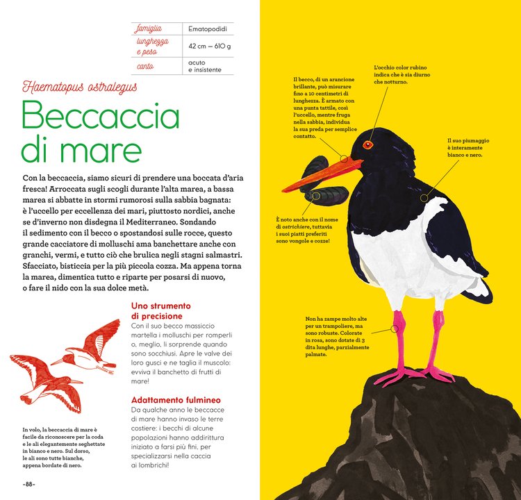 Uccelli intorno a noi - Centroscuola