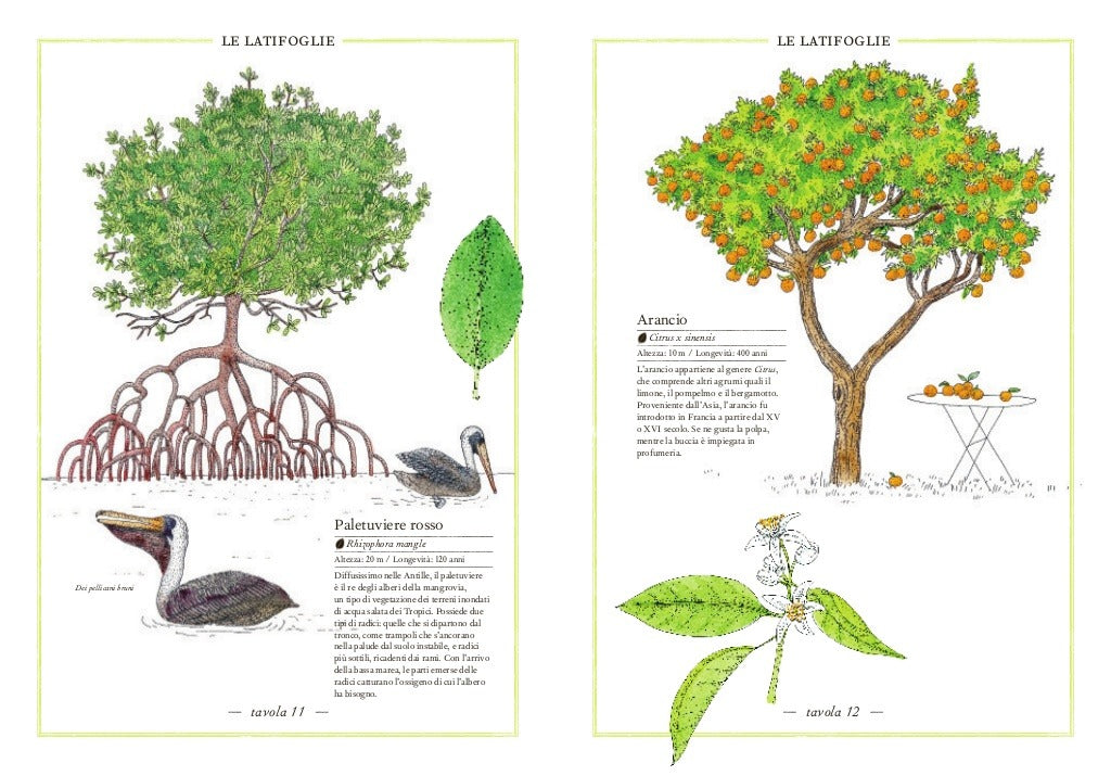 Inventario illustrato degli alberi - Centroscuola