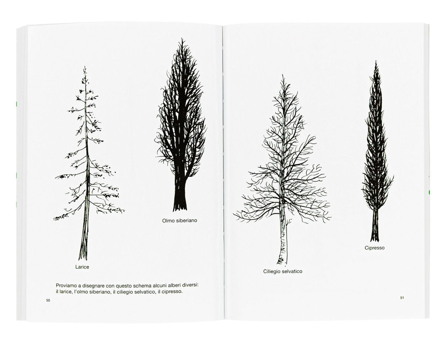 Disegnare un albero - Centroscuola