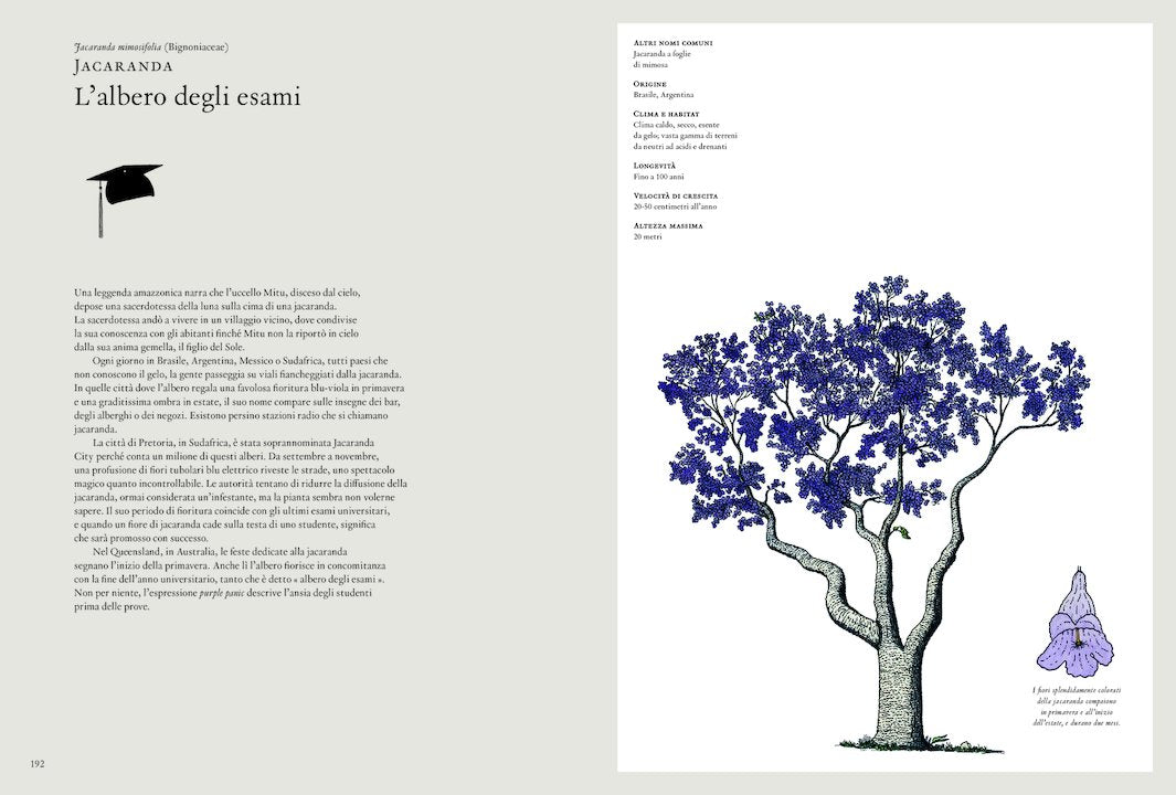 La storia degli alberi e di come hanno cambiato il nostro modo di vivere - Centroscuola