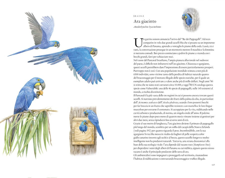 Il giro del mondo in 80 uccelli - Centroscuola