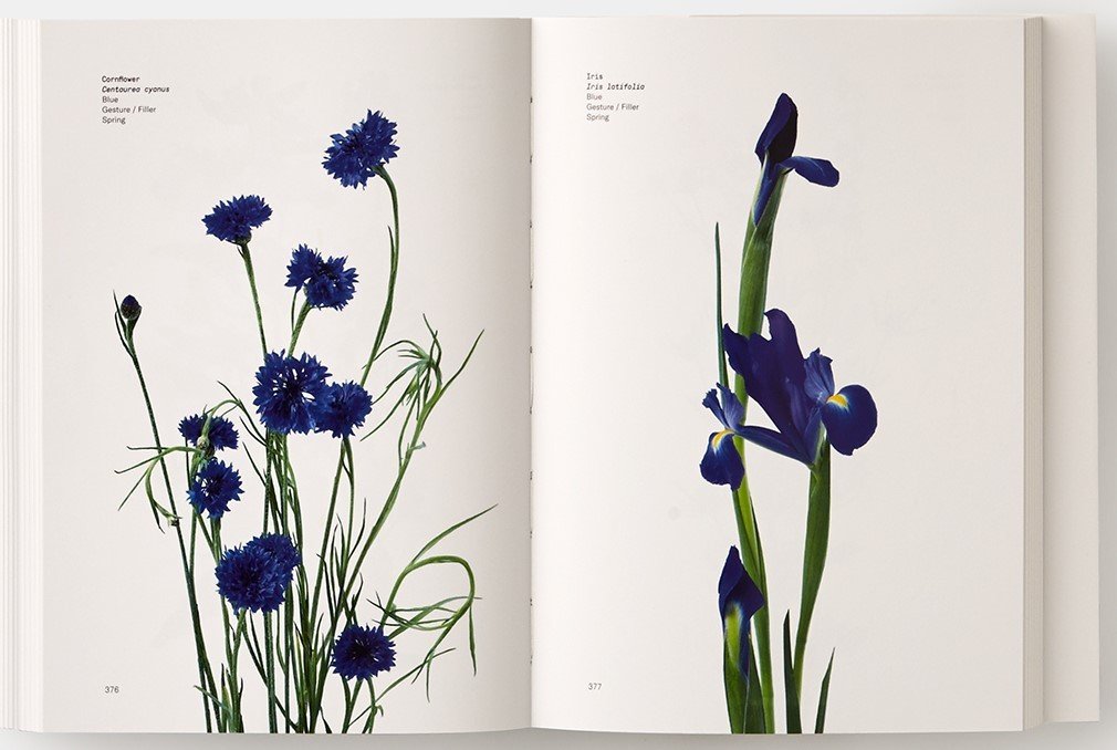 Il colore dei fiori - Centroscuola