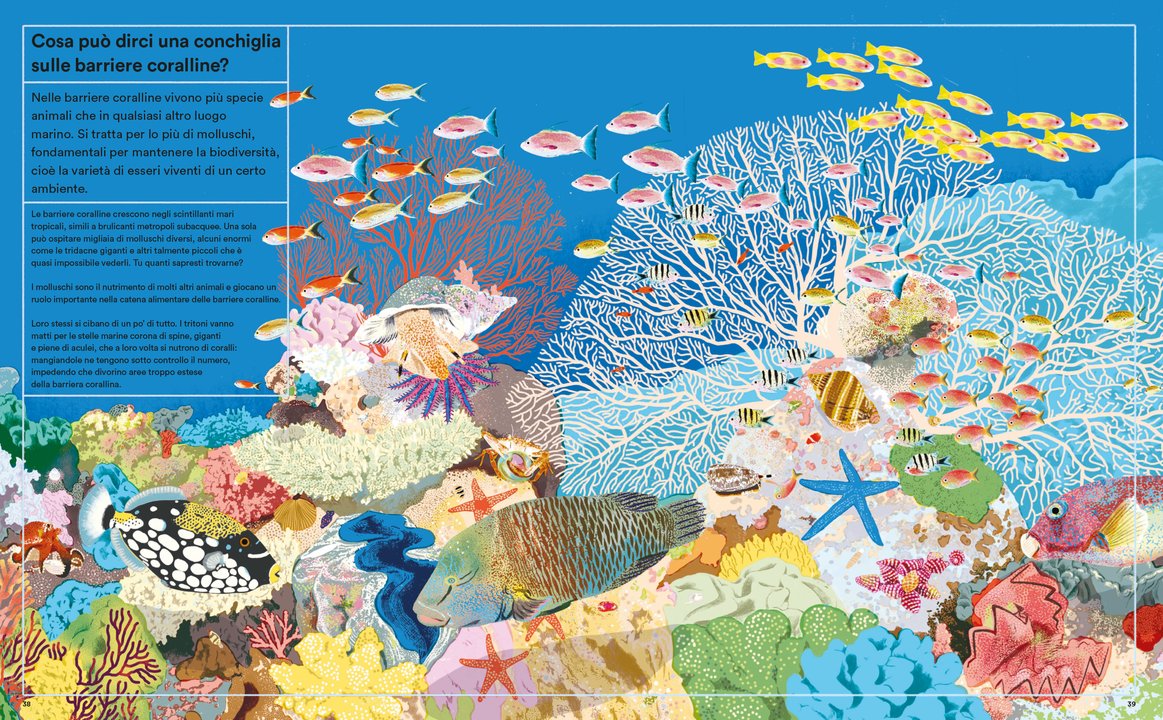 La vita segreta delle conchiglie - Centroscuola