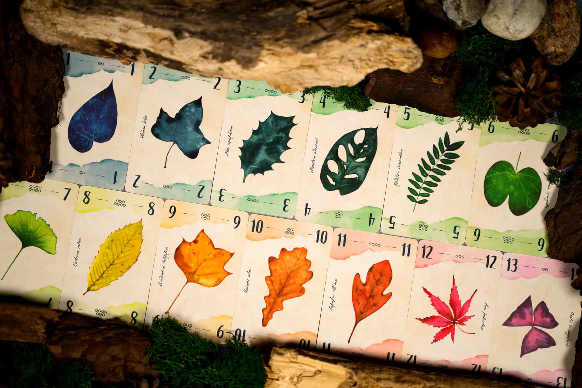 13 Foglie - Centroscuola