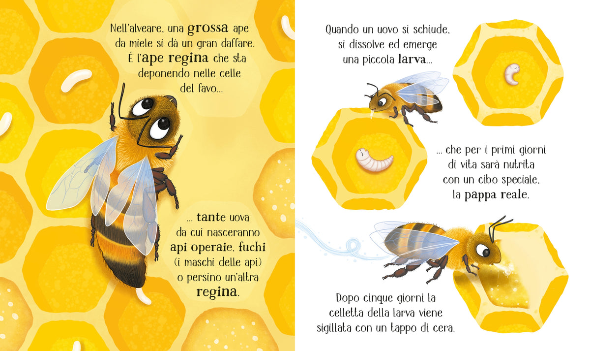 Il ciclo della vita - L'ape - Usborne - pagine interne