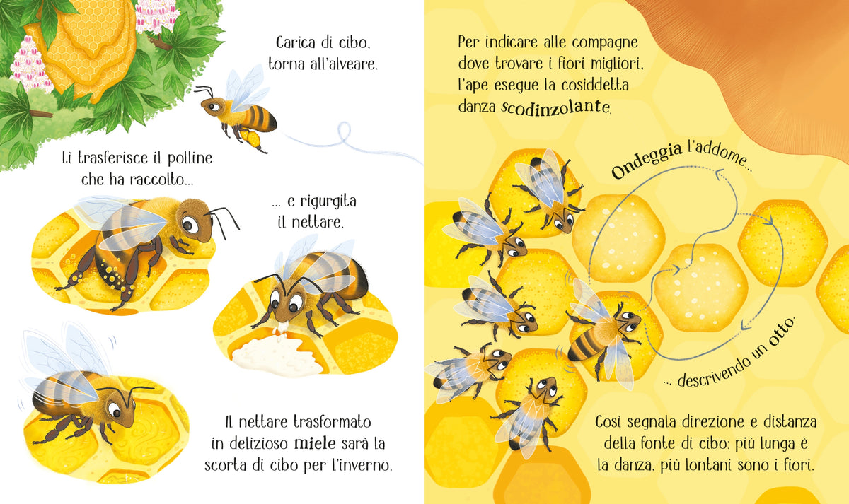 Il ciclo della vita - L'ape - Usborne - pagine interne