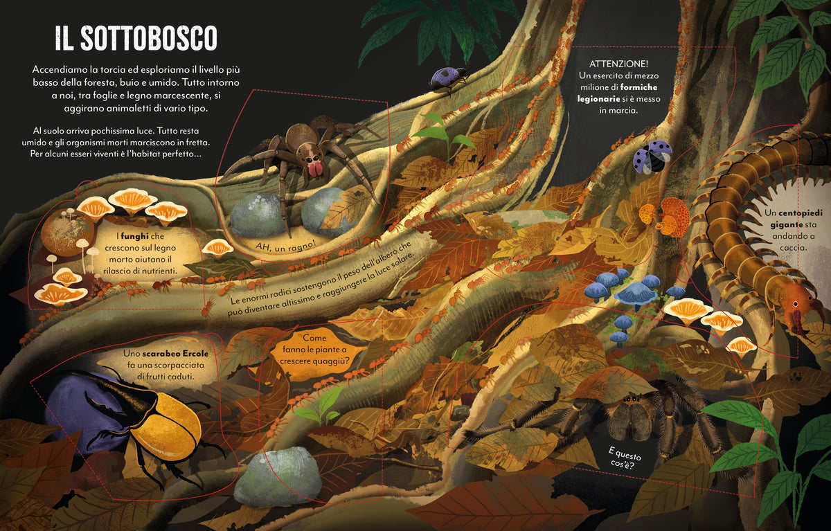 Viaggio in Amazzonia - Usborne - pagine interne