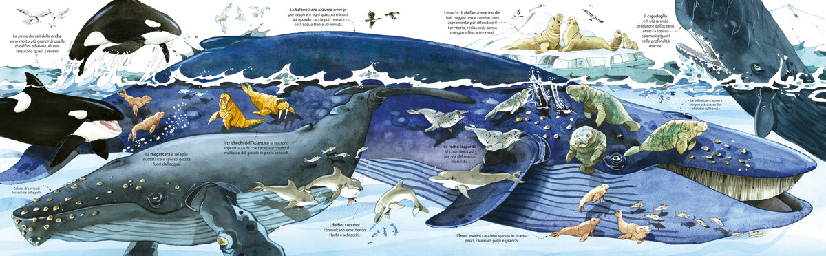 Il grande libro degli animali marini - Usborne - pagine interne