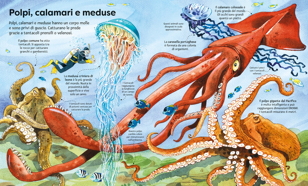 Il grande libro degli animali marini - Usborne - pagine interne