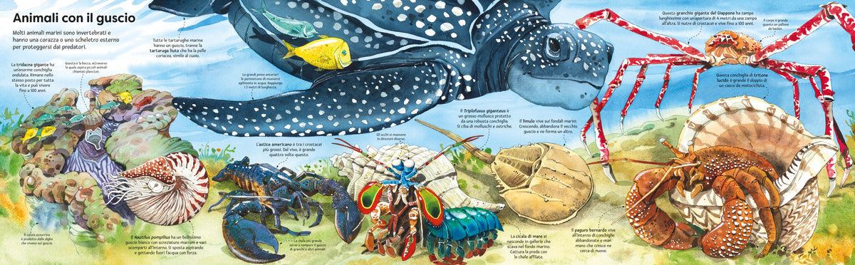 Il grande libro degli animali marini - Usborne - pagine interne