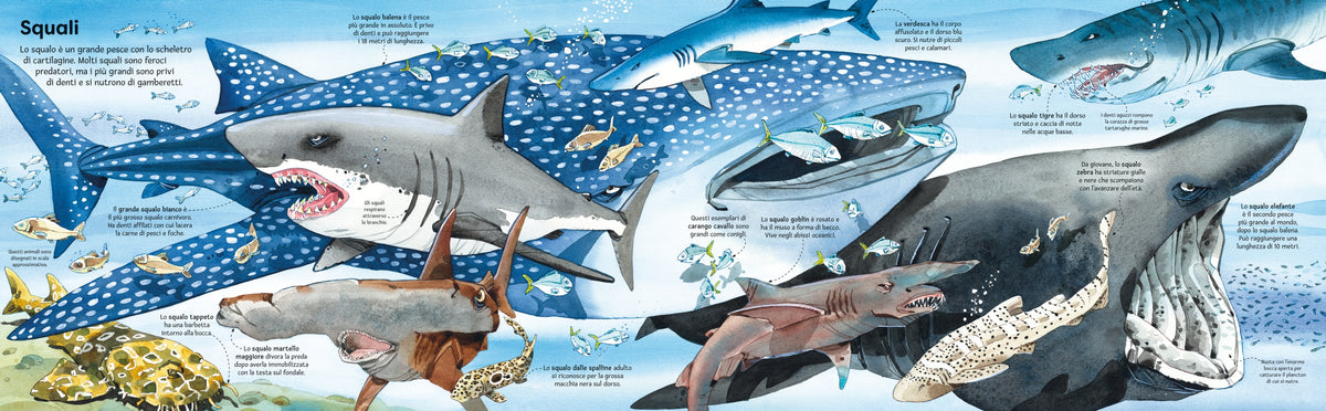 Il grande libro degli animali marini - Usborne - pagine interne