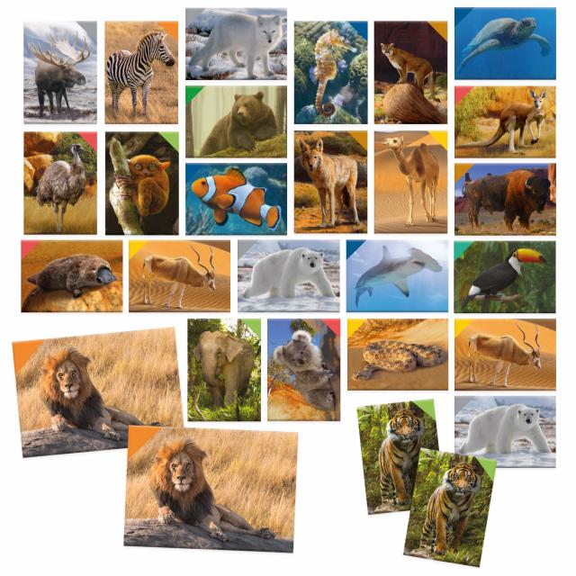 Memorix 108 Animal Cards - Headu - tessere animali
