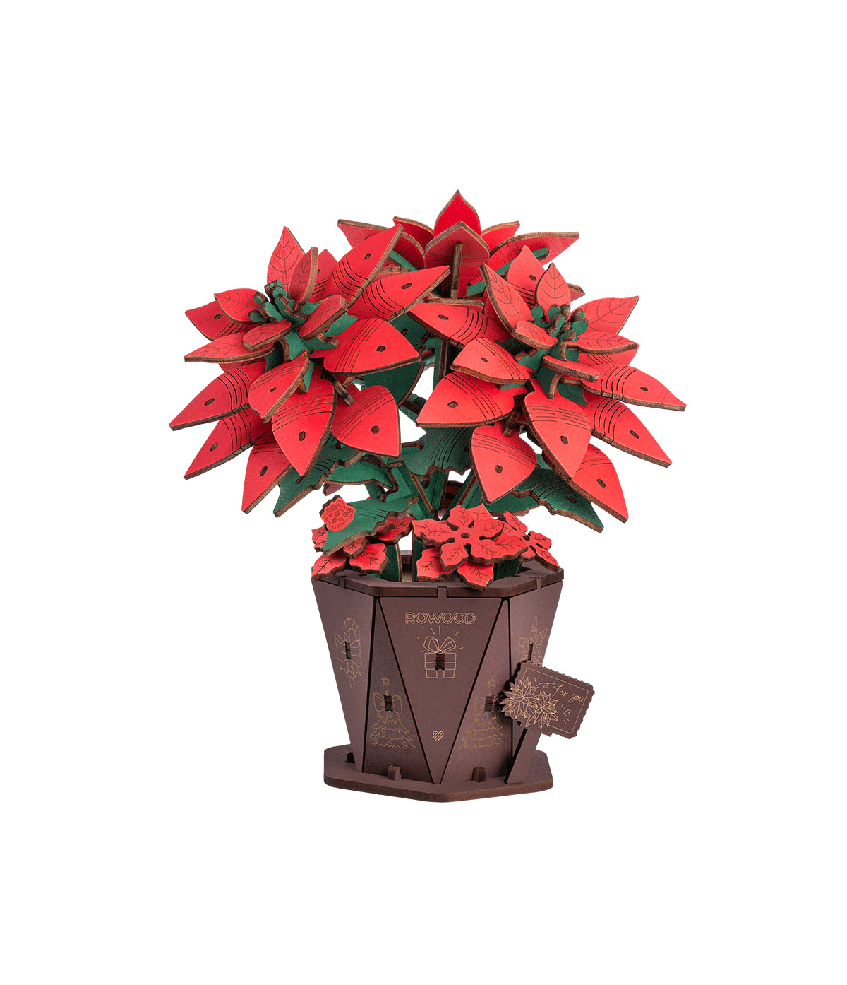 Poinsettia - Centroscuola