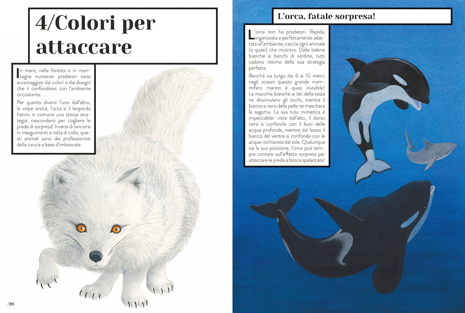 Coloranimale - Come gli animali usano i colori - Centroscuola