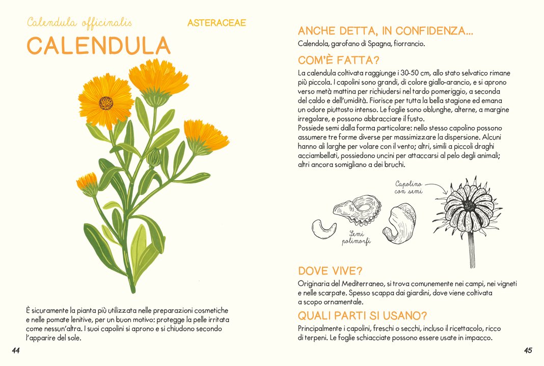Piccola guida delle piante officinali - Centroscuola