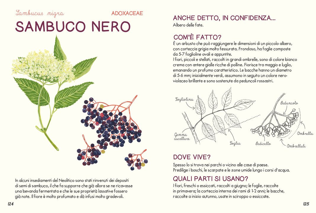 Piccola guida delle piante officinali - Centroscuola