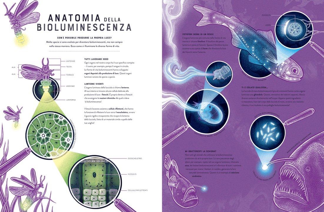 Bagliori - Le meraviglie nascoste della bioluminescenza