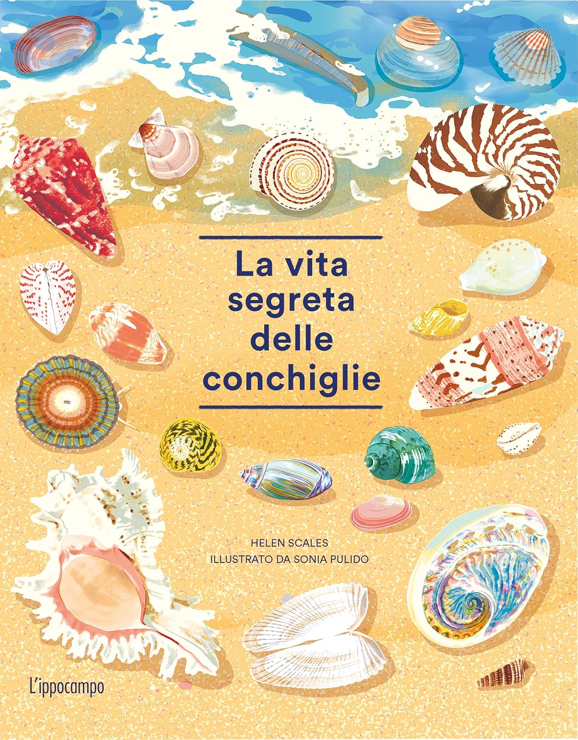 La vita segreta delle conchiglie - Centroscuola