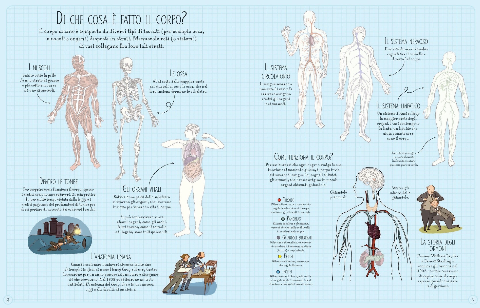 Il Corpo Umano - Centroscuola