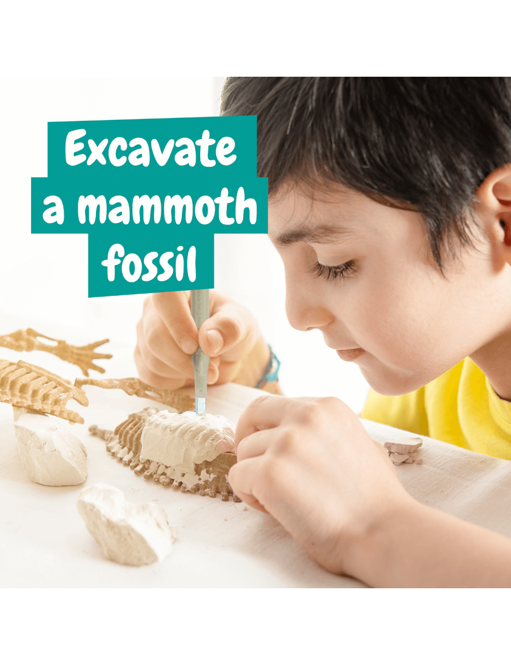Excavation Fossil - Mammut