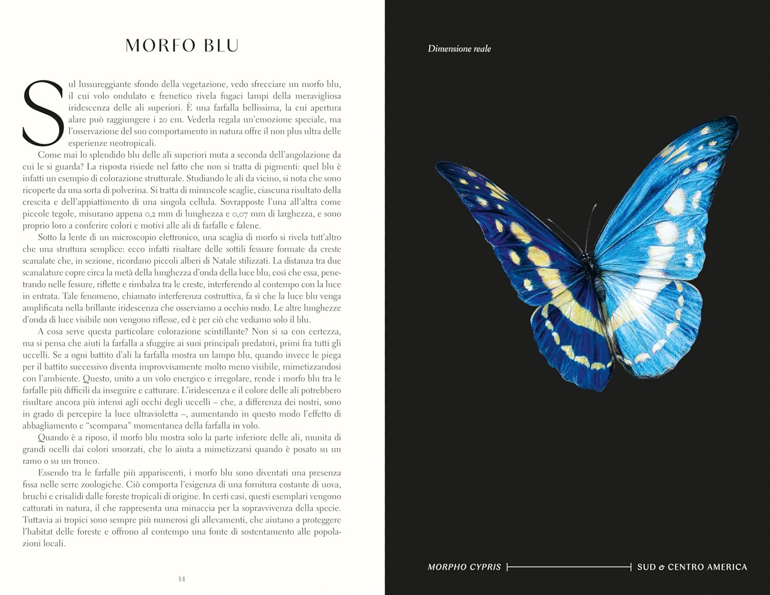 Meraviglie degli insetti - 70 incredibili specie - Centroscuola