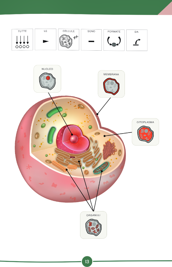 Scienze Estesa 4° - Symbook - Centroscuola