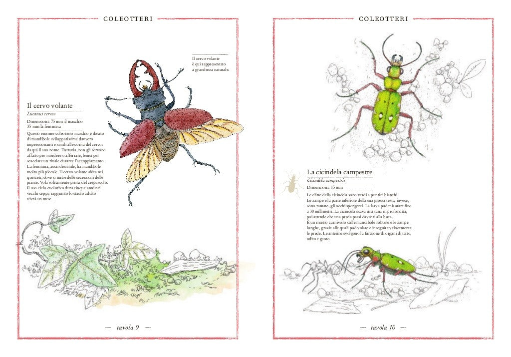 Inventario illustrato degli insetti