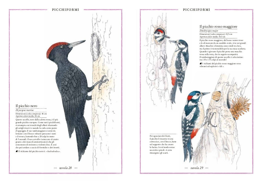 Inventario illustrato degli uccelli