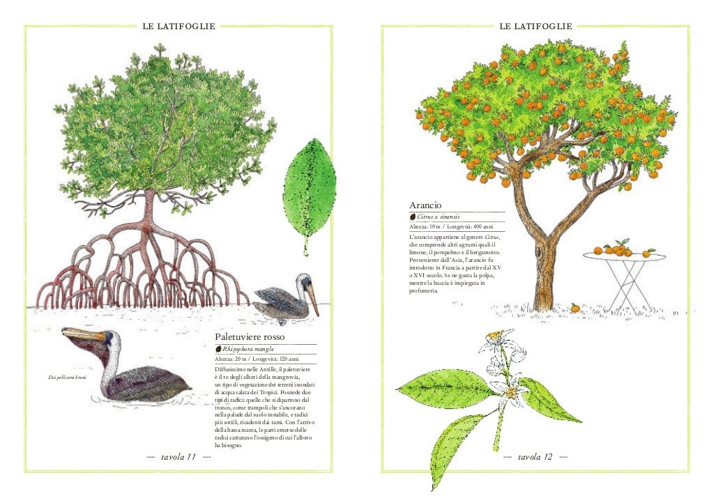 Inventario illustrato degli alberi