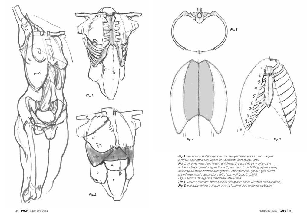 Anatomia artistica. Carnet di morfologia