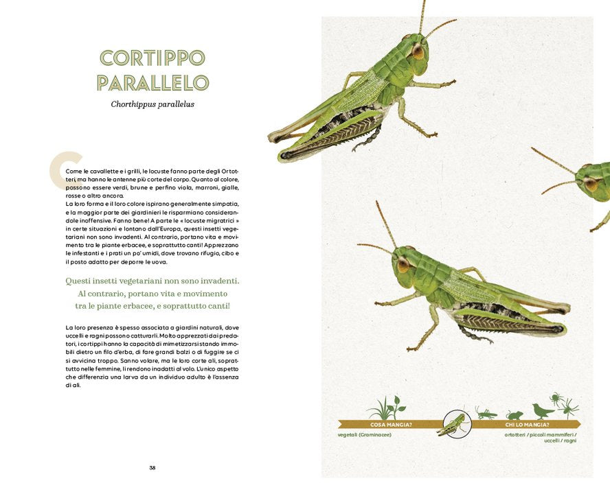 Il piccolo popolo del giardino - Centroscuola