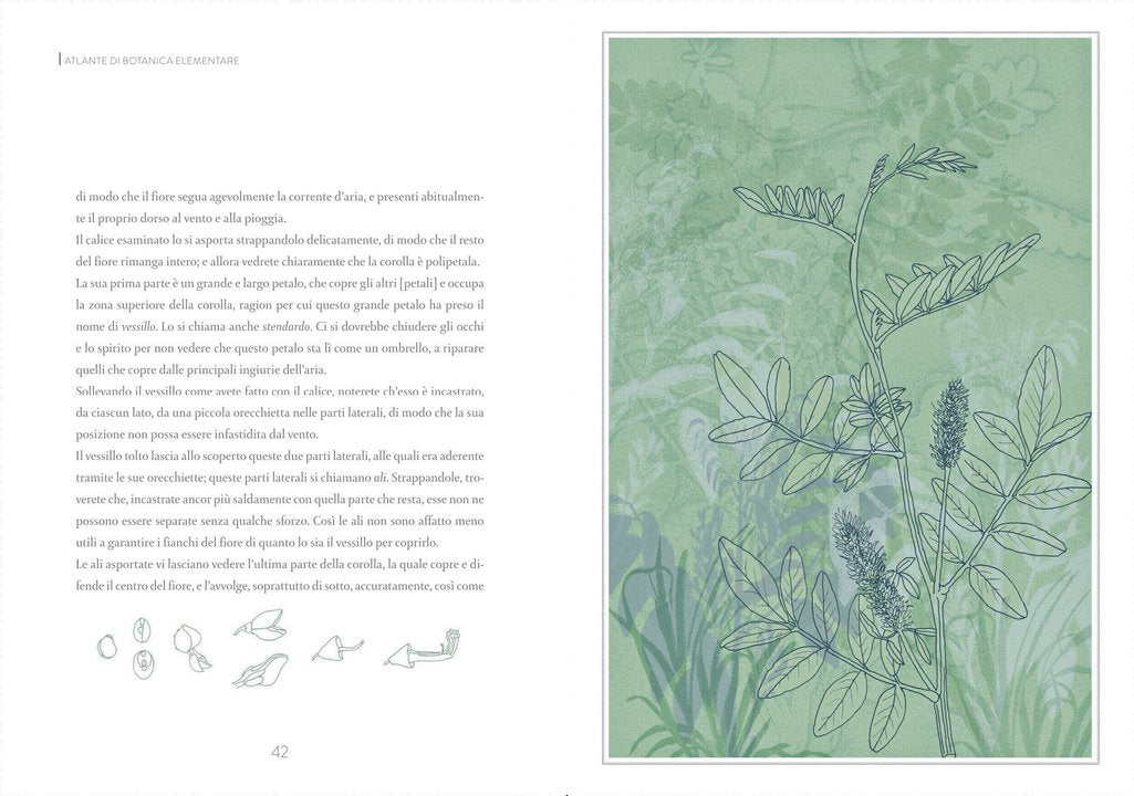 Atlante di botanica elementare - Centroscuola