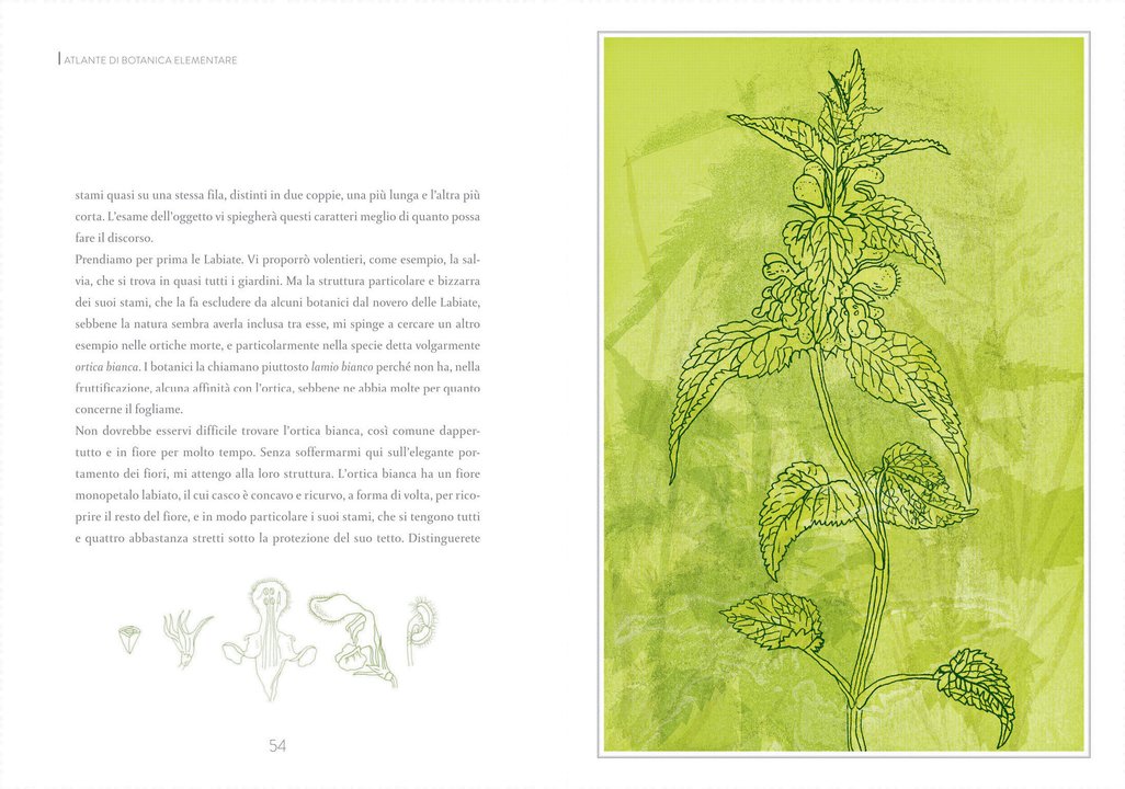 Atlante di botanica elementare - Centroscuola