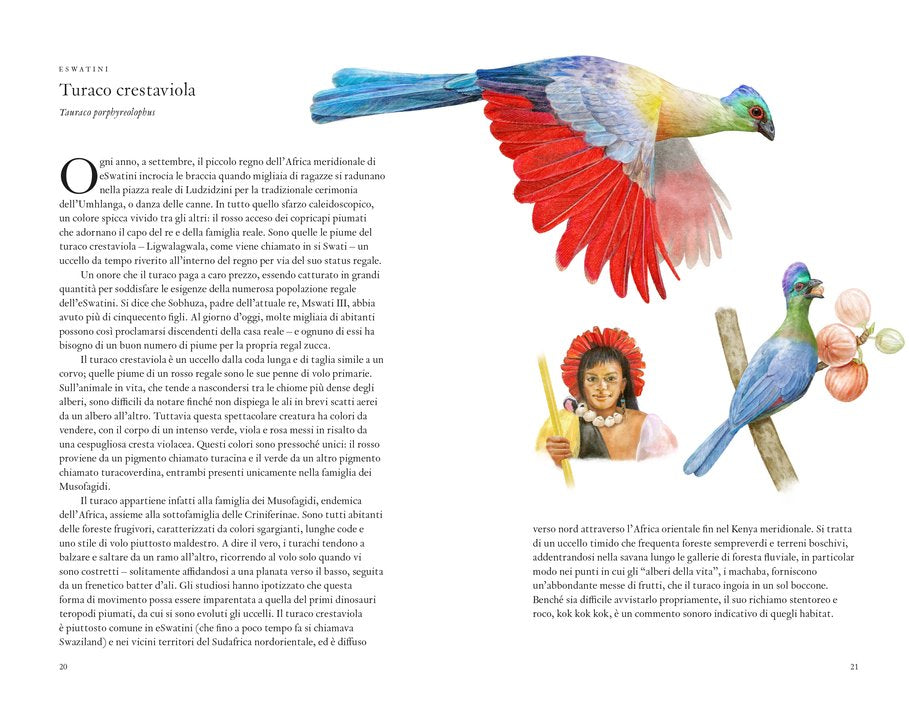 Il giro del mondo in 80 uccelli - Centroscuola