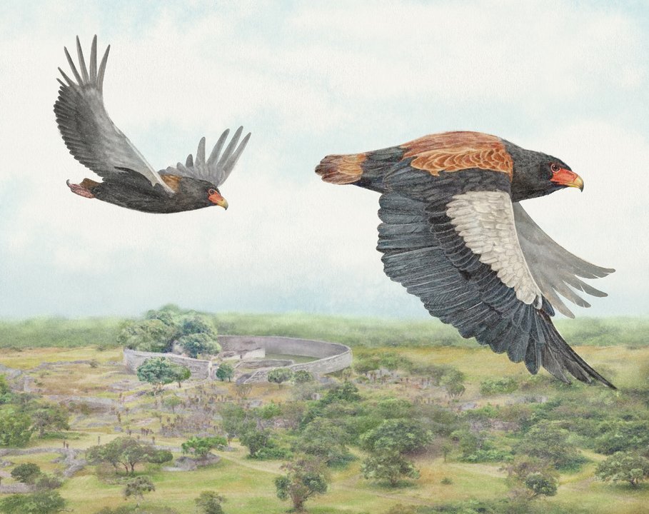 Il giro del mondo in 80 uccelli - Centroscuola